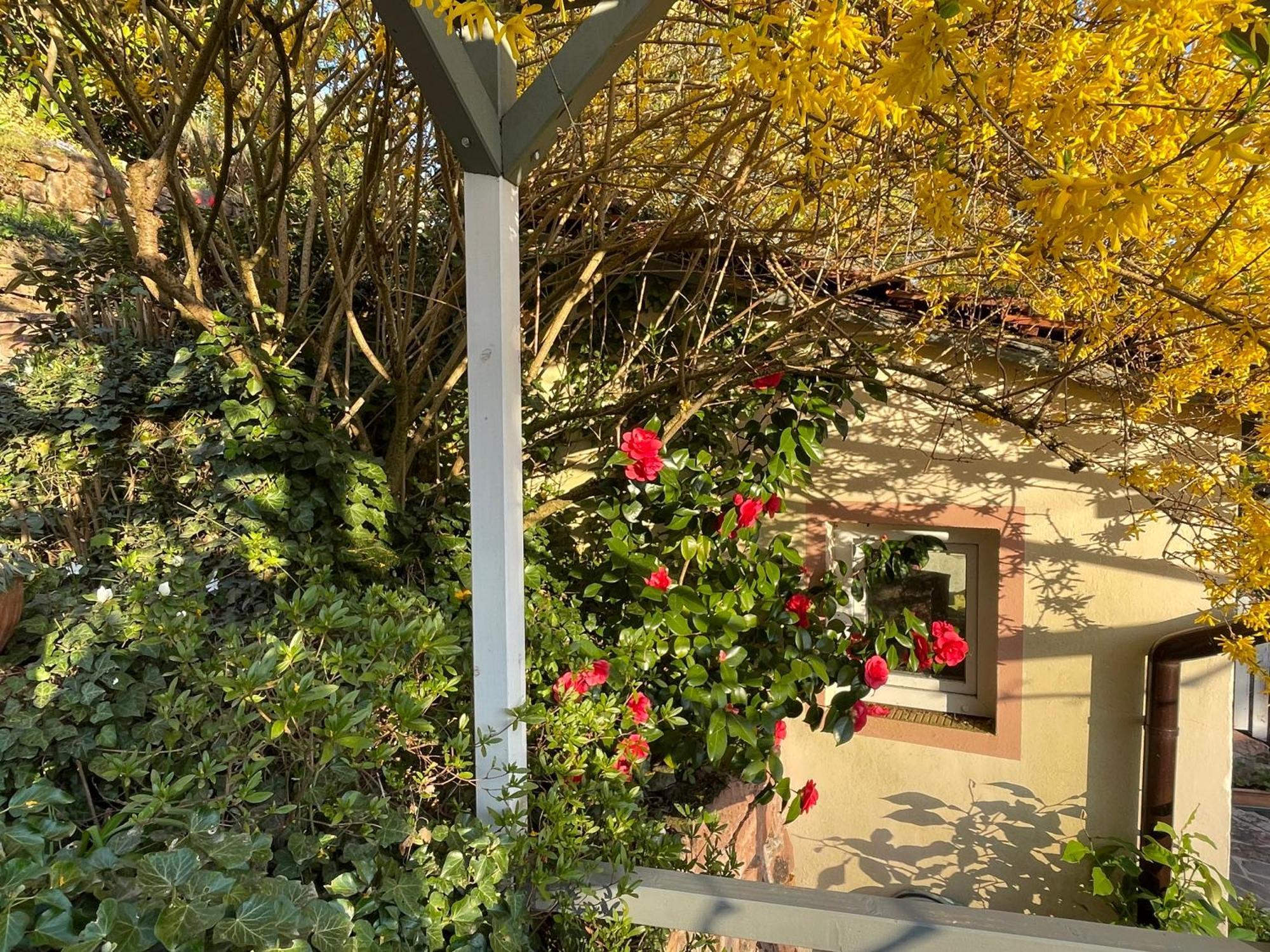 Am Berggarten Heidelberg Dış mekan fotoğraf